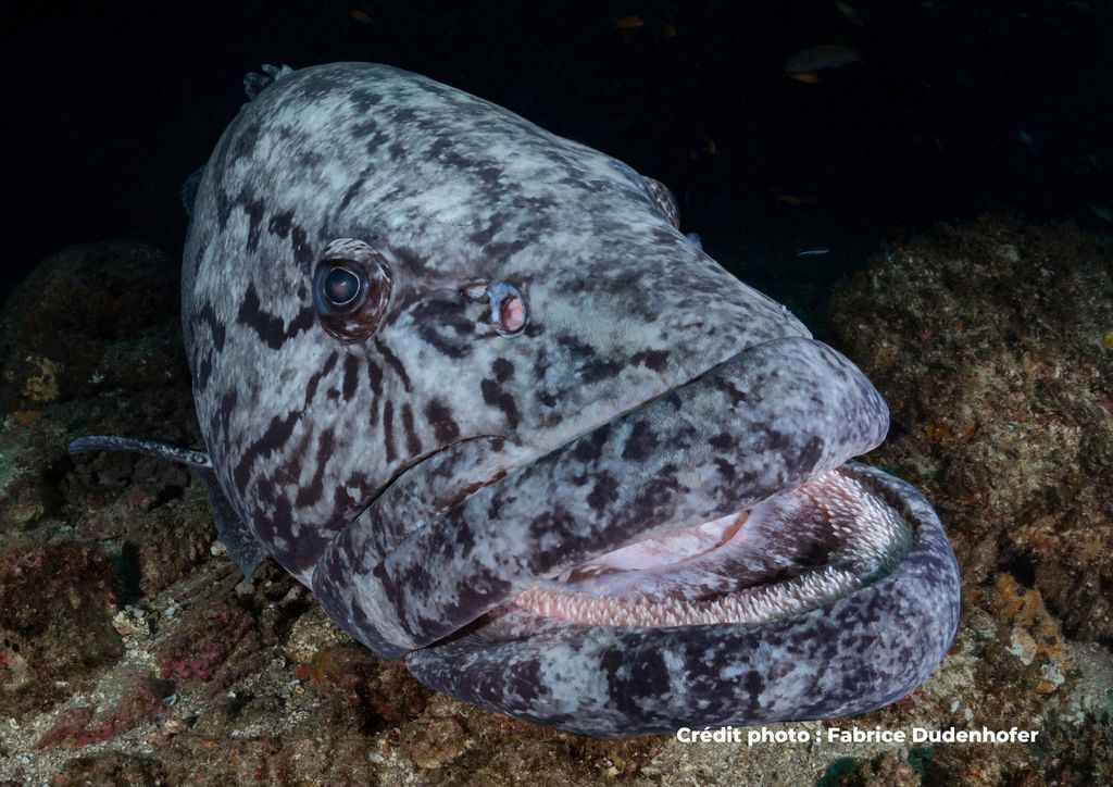poisson